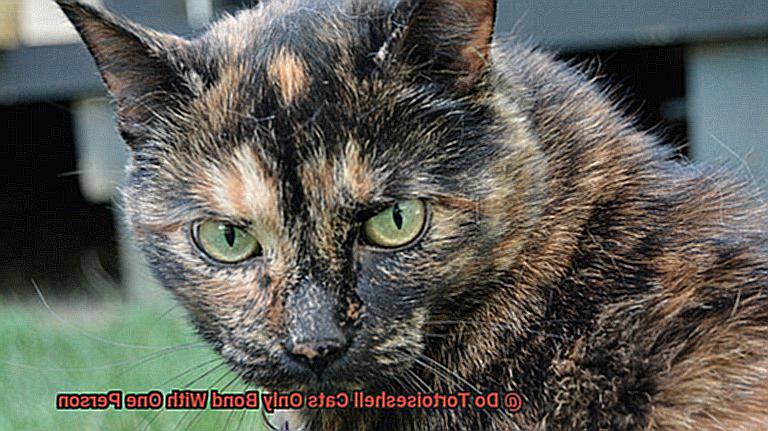 Do Tortoiseshell Cats Only Bond With One Person-2