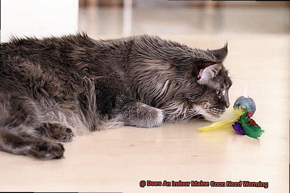 Does An Indoor Maine Coon Need Worming-3