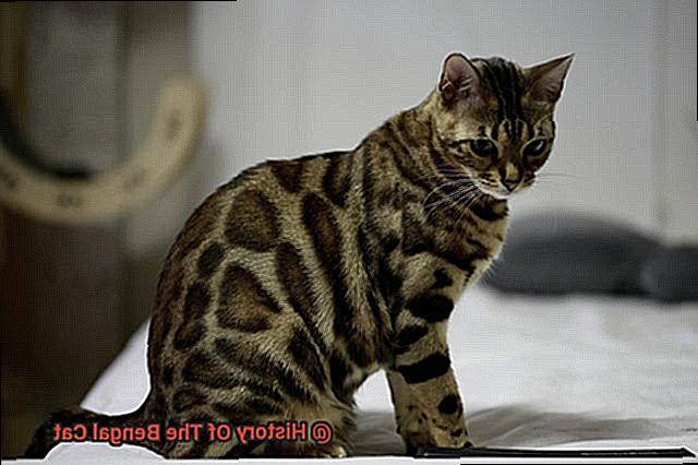History Of The Bengal Cat-2