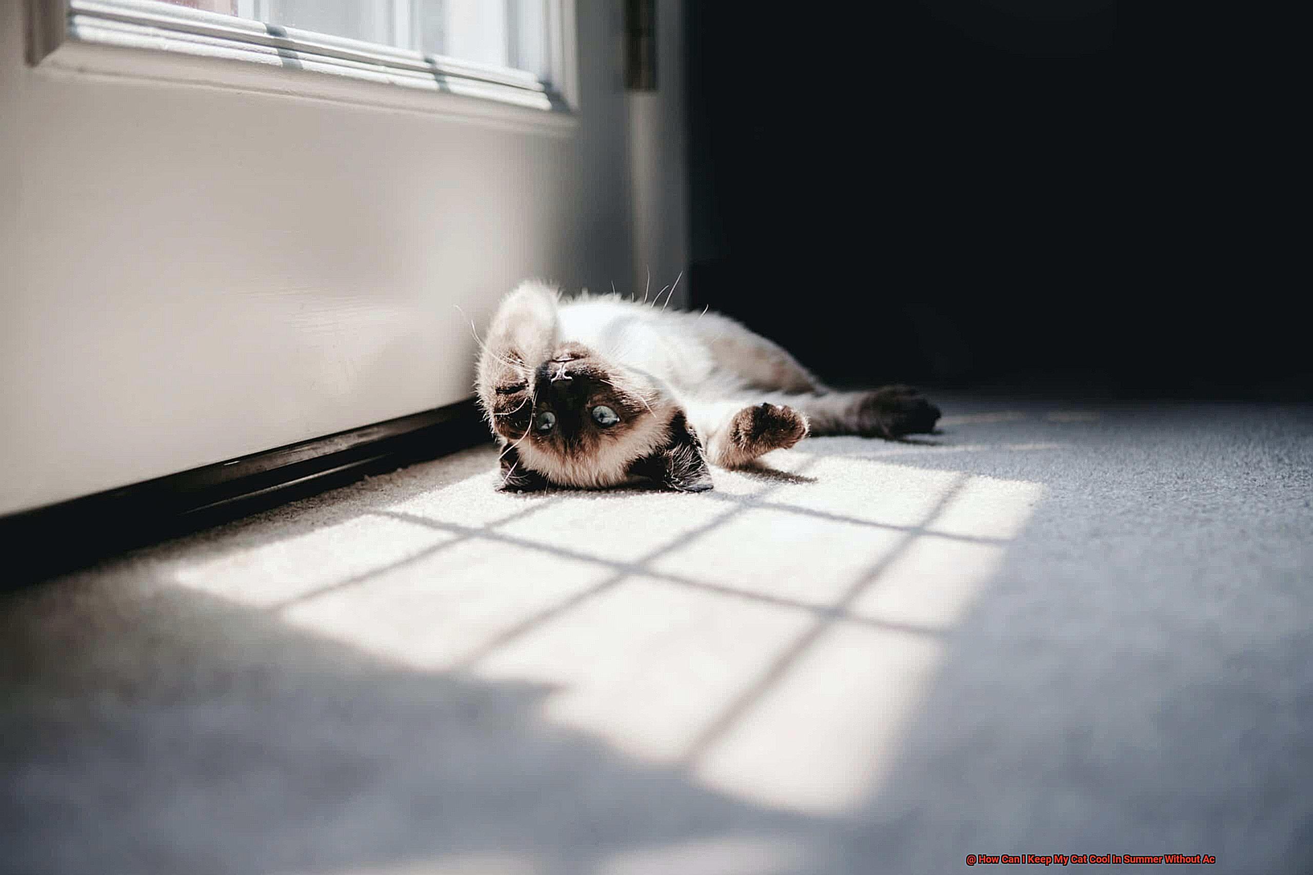 How Can I Keep My Cat Cool In Summer Without Ac-2
