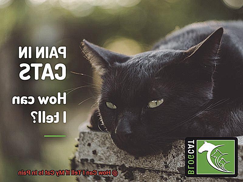 How Can I Tell If My Cat Is In Pain-2