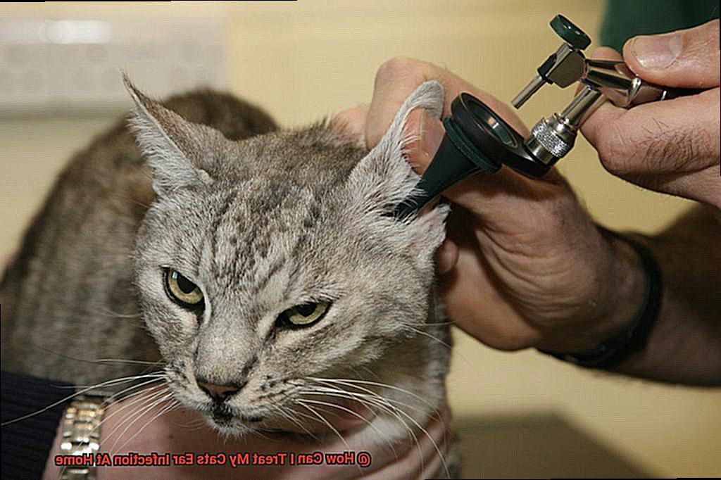How Can I Treat My Cats Ear Infection At Home-2