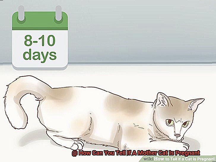 How Can You Tell If A Mother Cat Is Pregnant-2