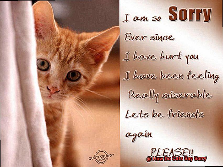 How Do Cats Say Sorry-2