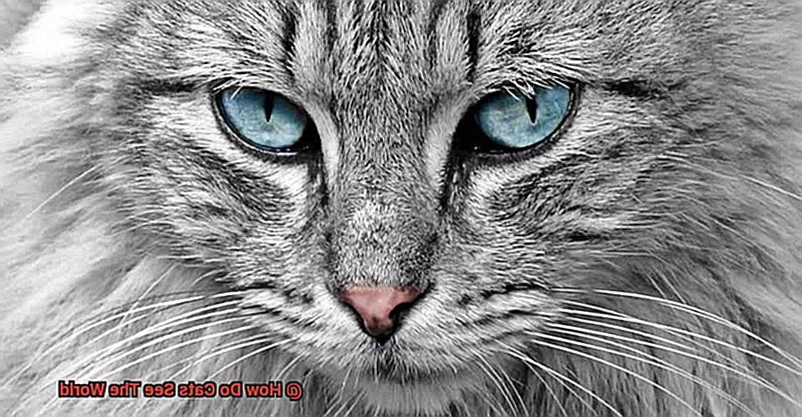 How Do Cats See The World-2
