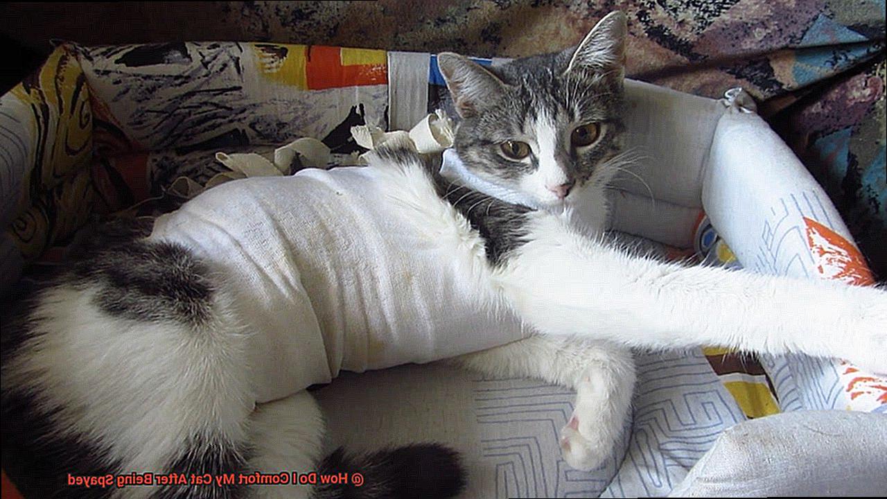 How Do I Comfort My Cat After Being Spayed? 1 How Do I Comfort My Cat After Being Spayed-2
