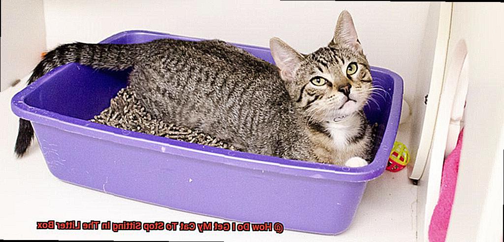 How Do I Get My Cat To Stop Sitting In The Litter Box-2