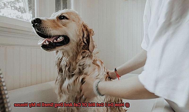 How Do I Get Rid Of Cat And Dog Smell In My House-2