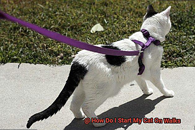 How Do I Start My Cat On Walks-2