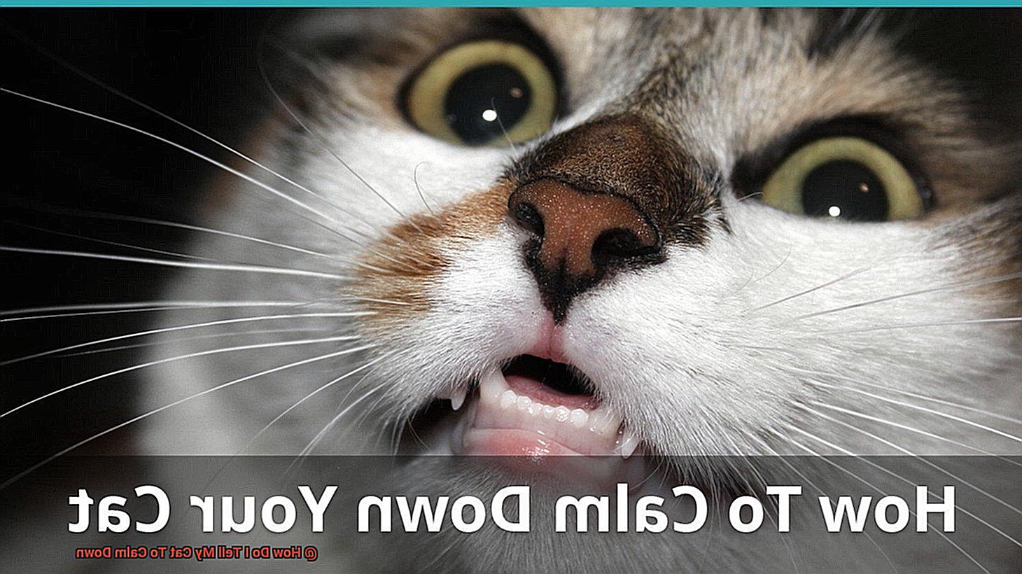 How Do I Tell My Cat To Calm Down-2