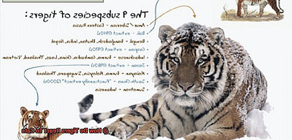 How Do Tigers React To Cats-2