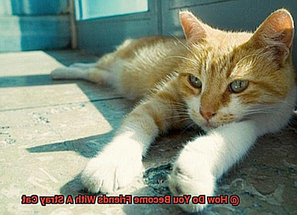 How Do You Become Friends With A Stray Cat-2