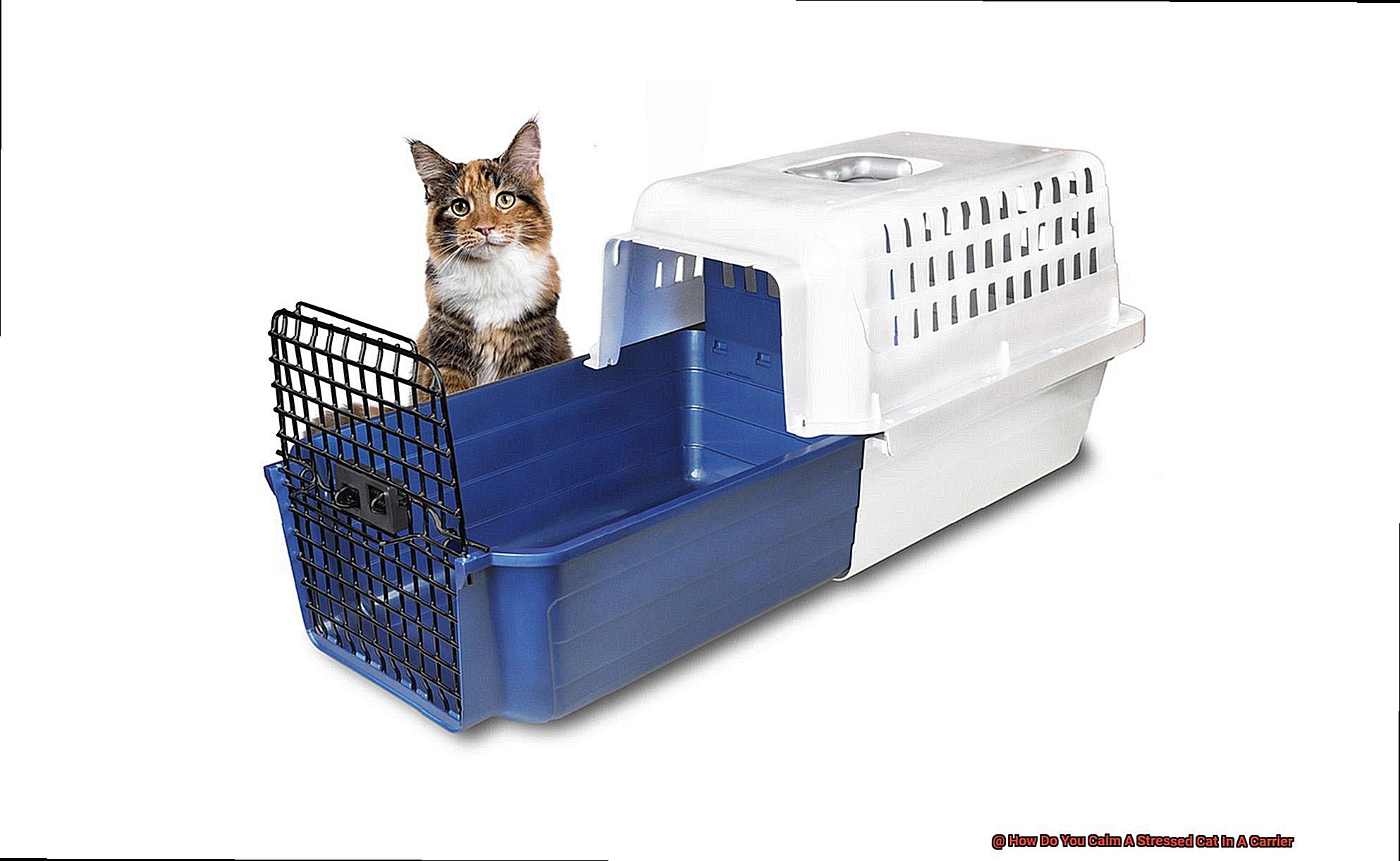 How Do You Calm A Stressed Cat In A Carrier-2