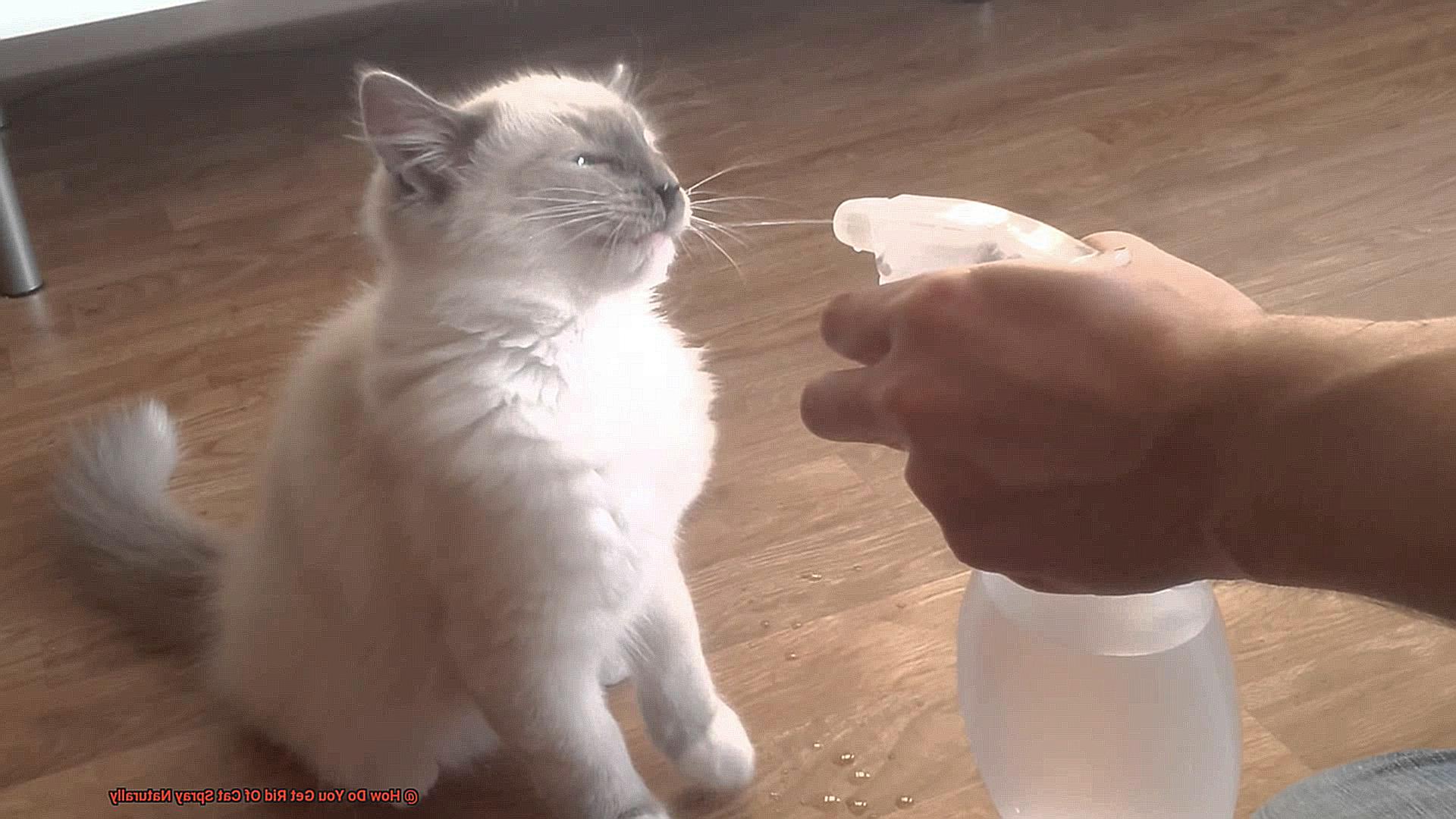 How Do You Get Rid Of Cat Spray Naturally-2