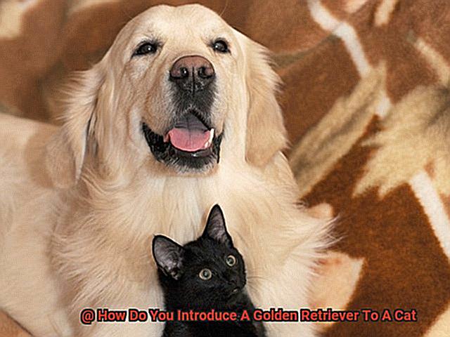 How Do You Introduce A Golden Retriever To A Cat-3