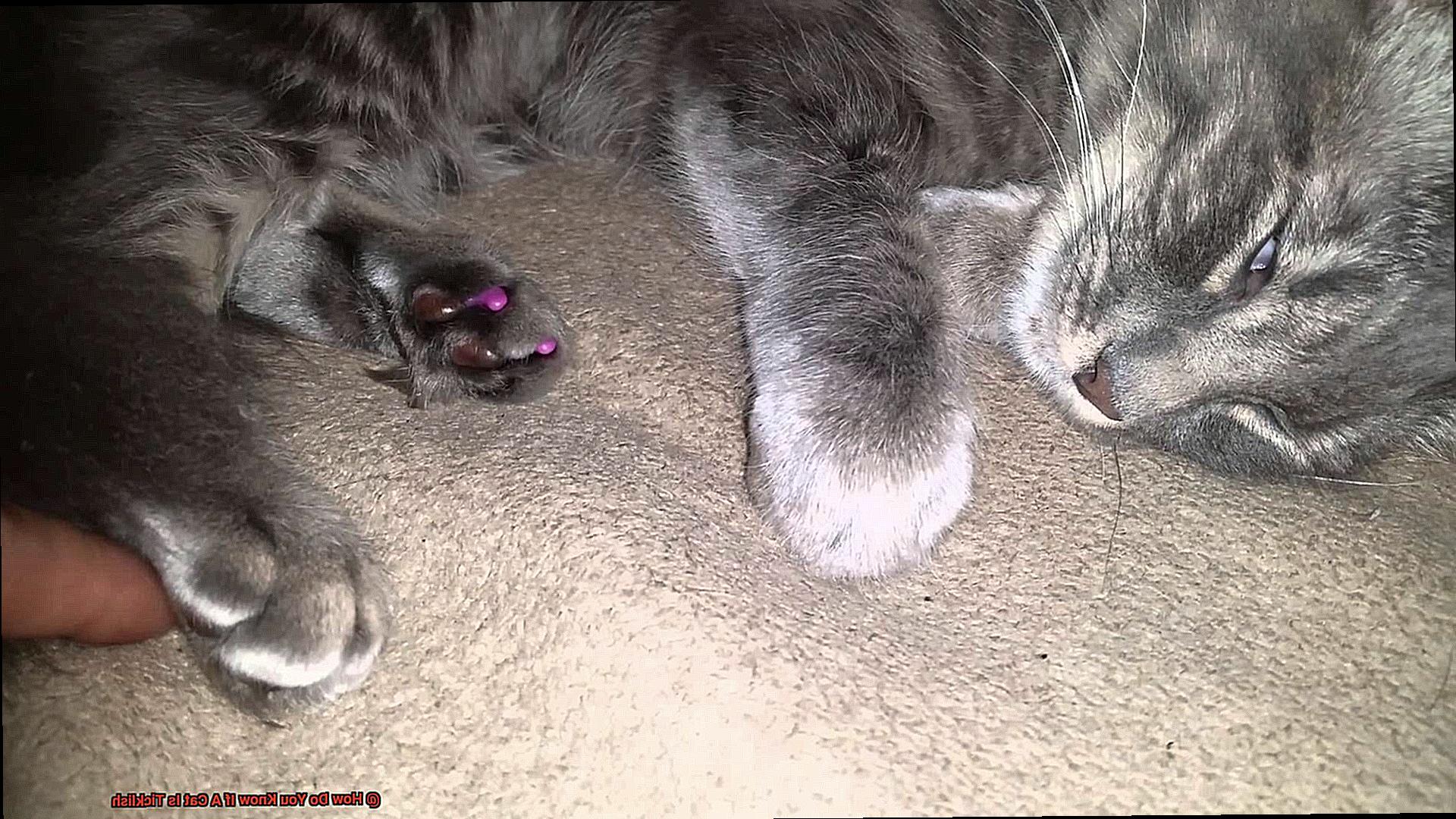 How Do You Know If A Cat Is Ticklish-2