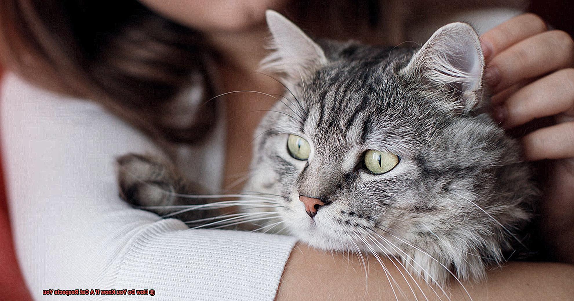 How Do You Know If A Cat Respects You-2