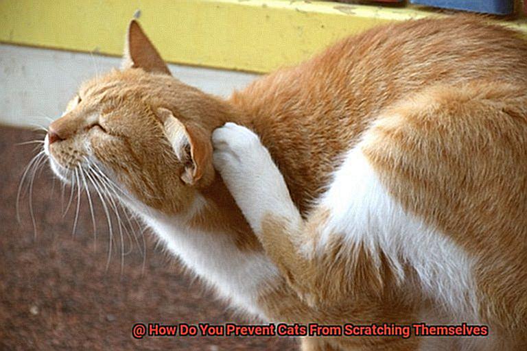 How Do You Prevent Cats From Scratching Themselves-2