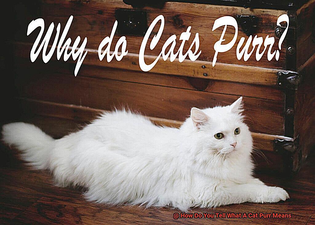 How Do You Tell What A Cat Purr Means-2