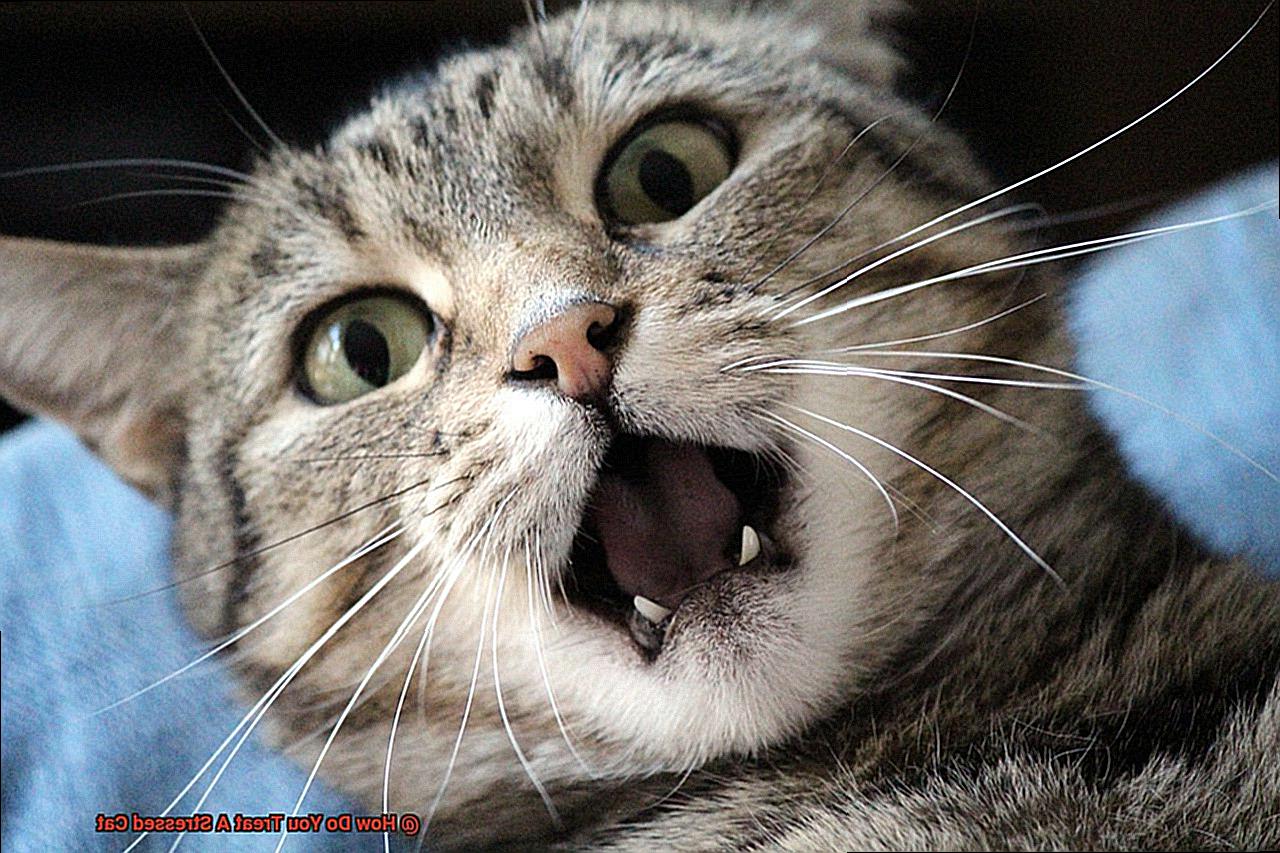 How Do You Treat A Stressed Cat-2