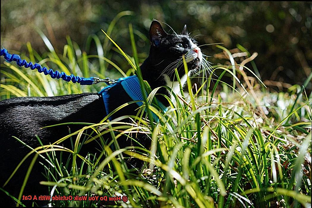 How Do You Walk Outside With A Cat-2