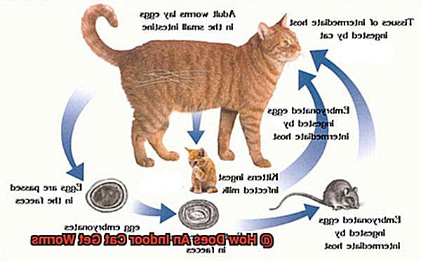 How Does An Indoor Cat Get Worms-2