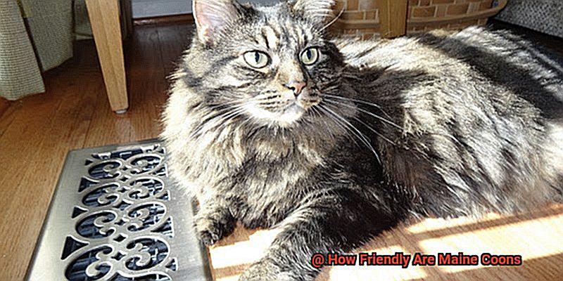 How Friendly Are Maine Coons-2