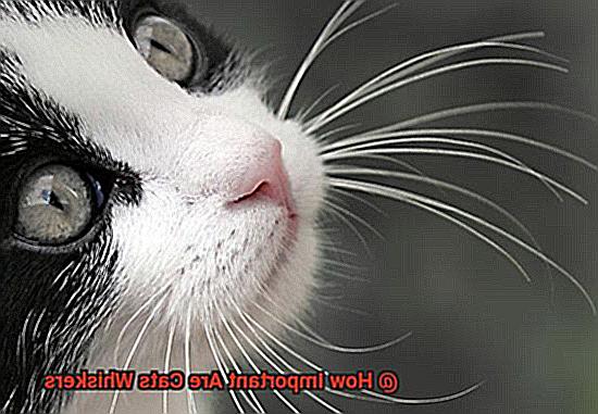 How Important Are Cats Whiskers-2