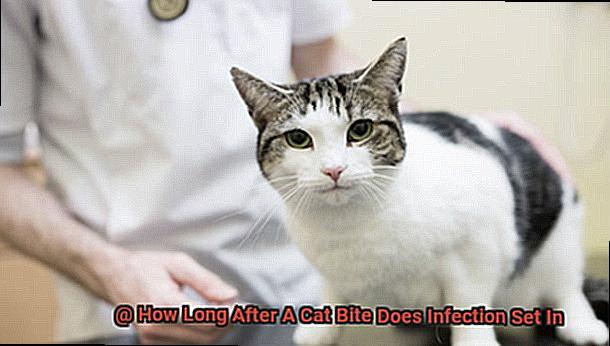 How Long After A Cat Bite Does Infection Set In-2