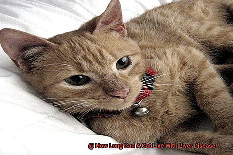 How Long Can A Cat Live With Liver Disease-2