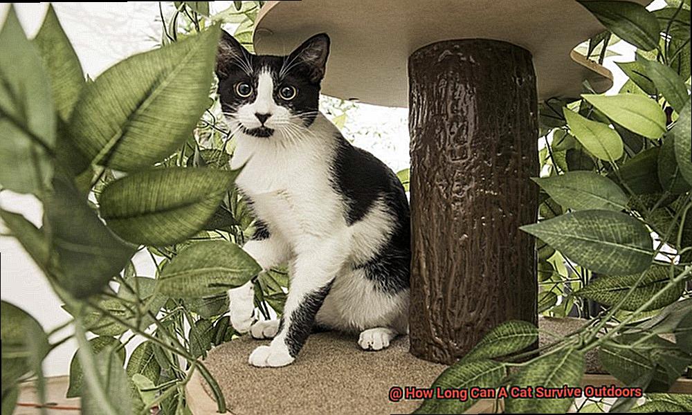 How Long Can A Cat Survive Outdoors-2