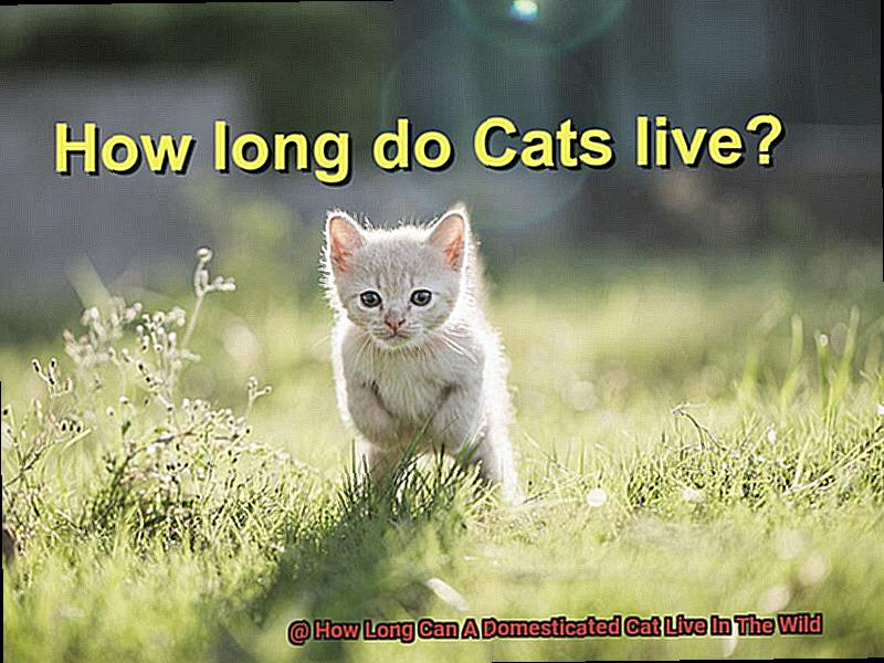 How Long Can A Domesticated Cat Live In The Wild-3