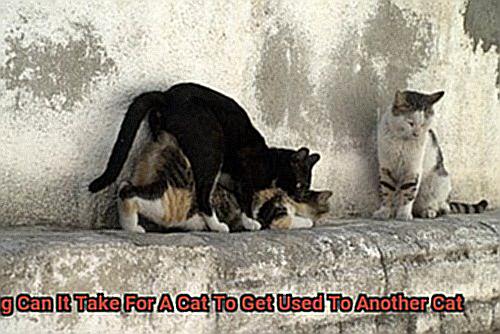How Long Can It Take For A Cat To Get Used To Another Cat-2