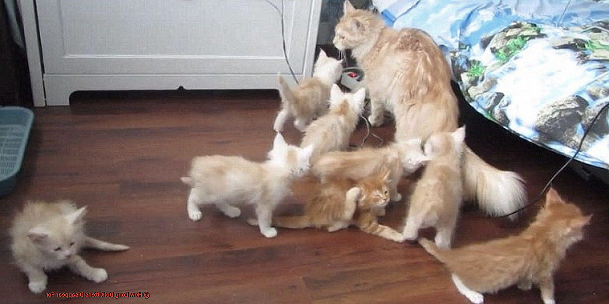 How Long Do Kittens Disappear For-2