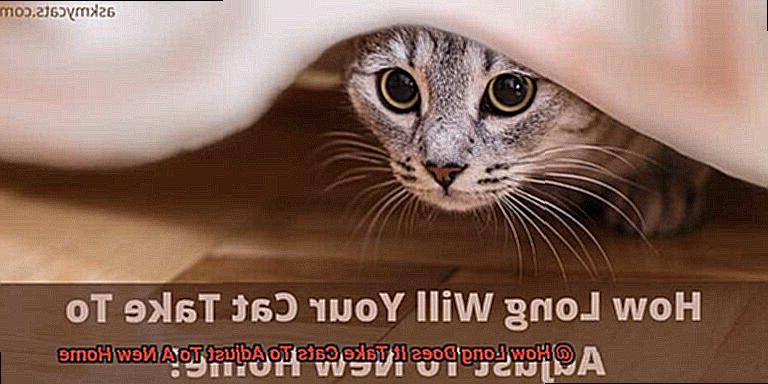 How Long Does It Take Cats To Adjust To A New Home-2