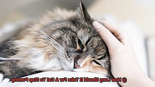 How Long Should It Take For A Cat To Stop Panting-3