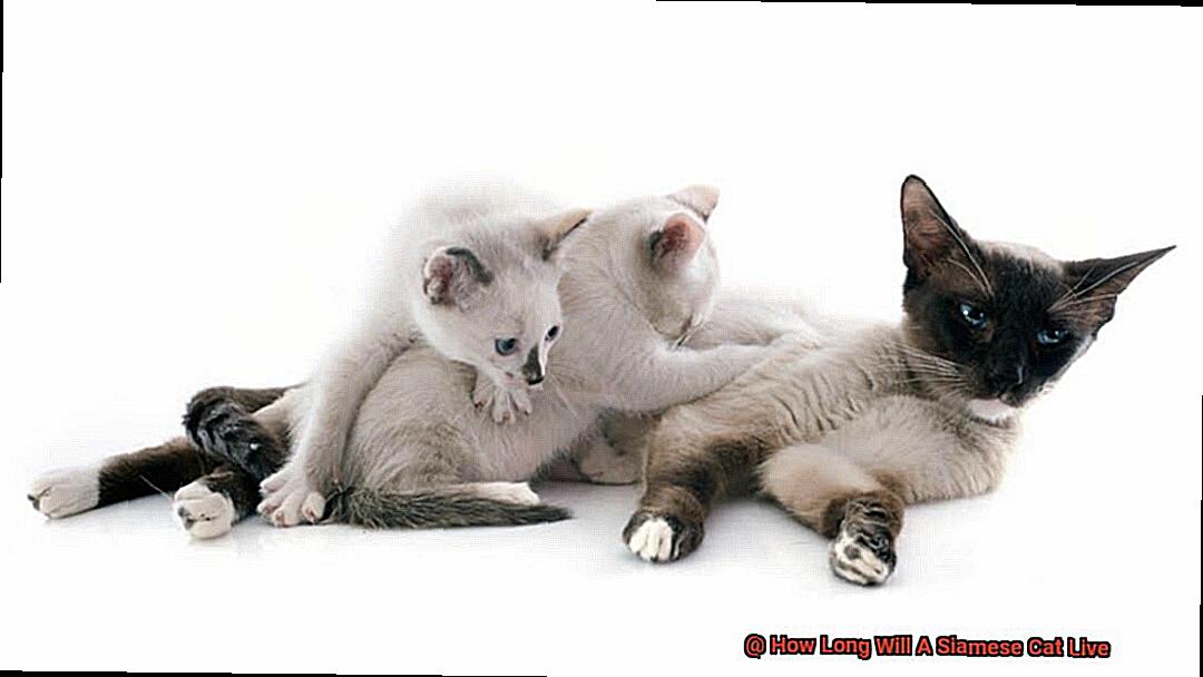 How Long Will A Siamese Cat Live-2
