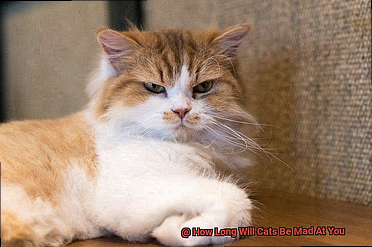 How Long Will Cats Be Mad At You-2