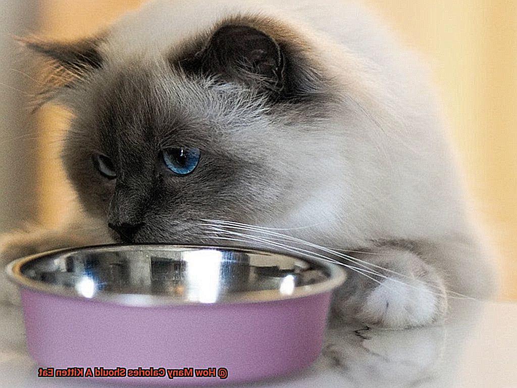 How Many Calories Should A Kitten Eat-2