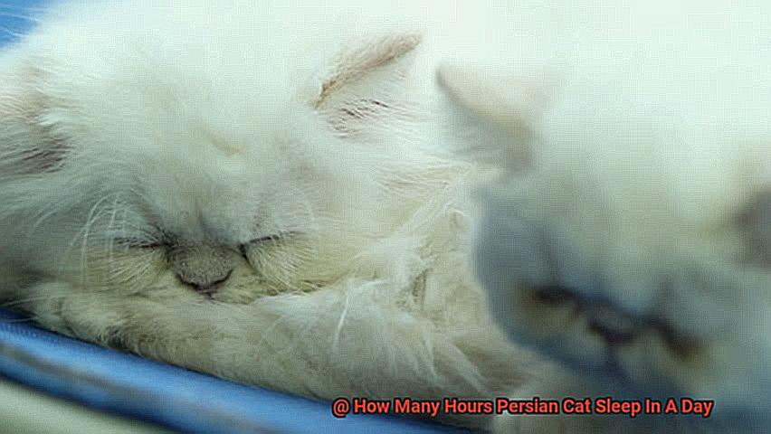 How Many Hours Persian Cat Sleep In A Day-3