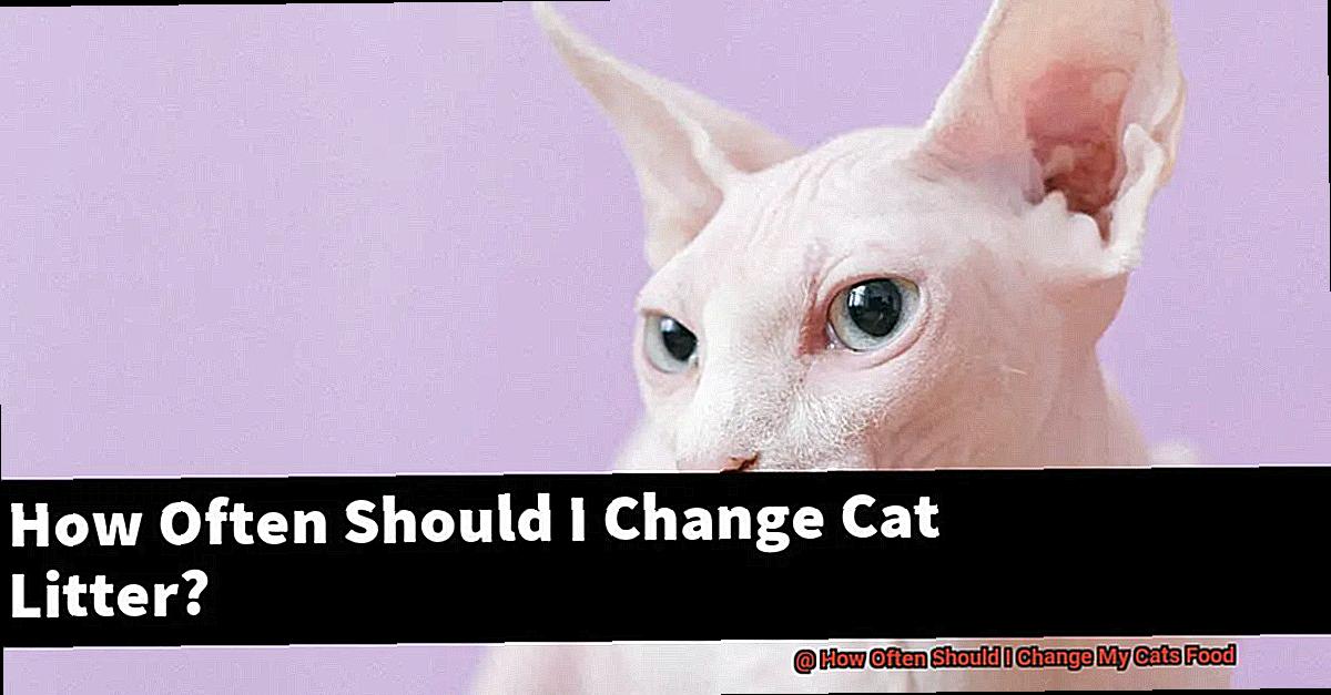How Often Should I Change My Cats Food-2