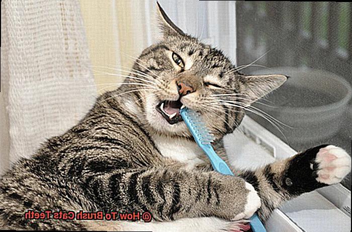 How To Brush Cats Teeth? How To Brush Cats Teeth-4