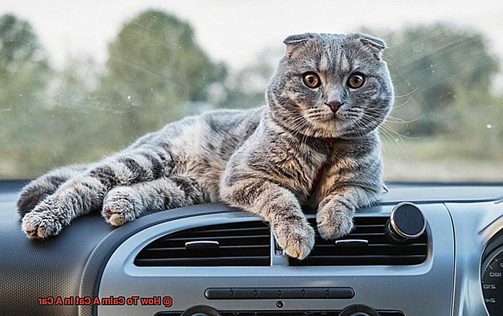 How To Calm A Cat In A Car-2