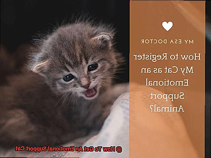How To Get An Emotional Support Cat-5