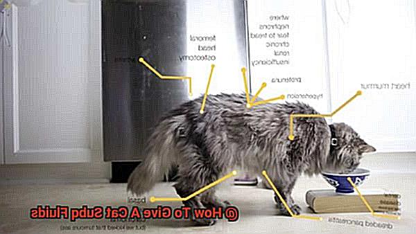 How To Give A Cat Subq Fluids-2