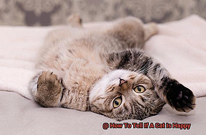 How To Tell If A Cat Is Happy-3