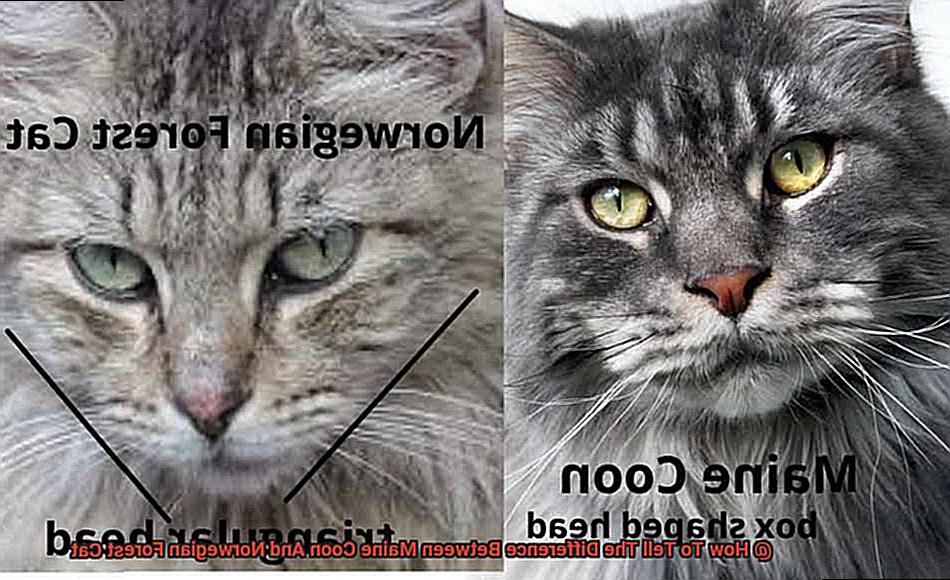 How To Tell The Difference Between Maine Coon And Norwegian Forest Cat-2