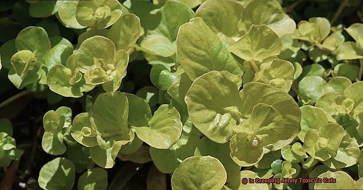 Is Creeping Jenny Toxic To Cats-2