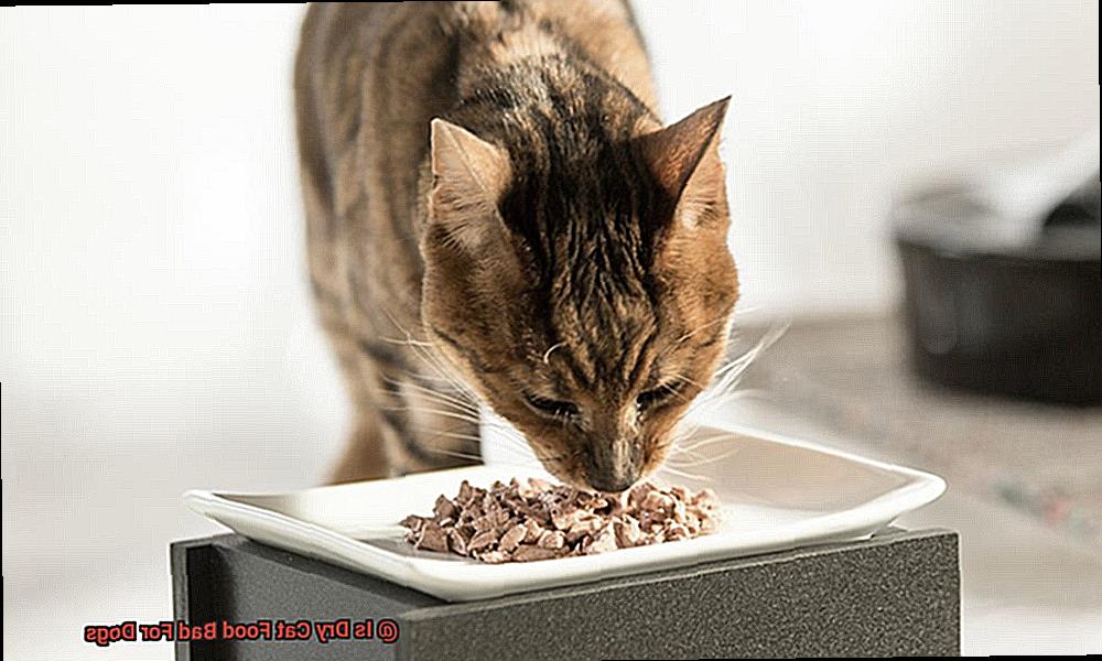 Is Dry Cat Food Bad For Dogs 2075325945