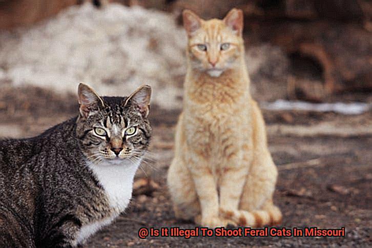 Is It Illegal To Shoot Feral Cats In Missouri-2